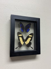 Load image into Gallery viewer, One of a Kind 2 Count Butterfly Framed Specimen