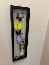 Load image into Gallery viewer, One of a Kind 9 Count Butterfly Frame