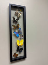 Load image into Gallery viewer, One of a Kind 9 Count Butterfly Frame