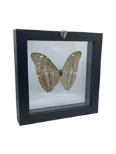 Load image into Gallery viewer, Morpho marcus