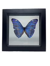 Load image into Gallery viewer, Morpho marcus