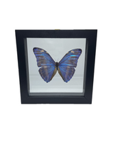 Load image into Gallery viewer, Morpho marcus