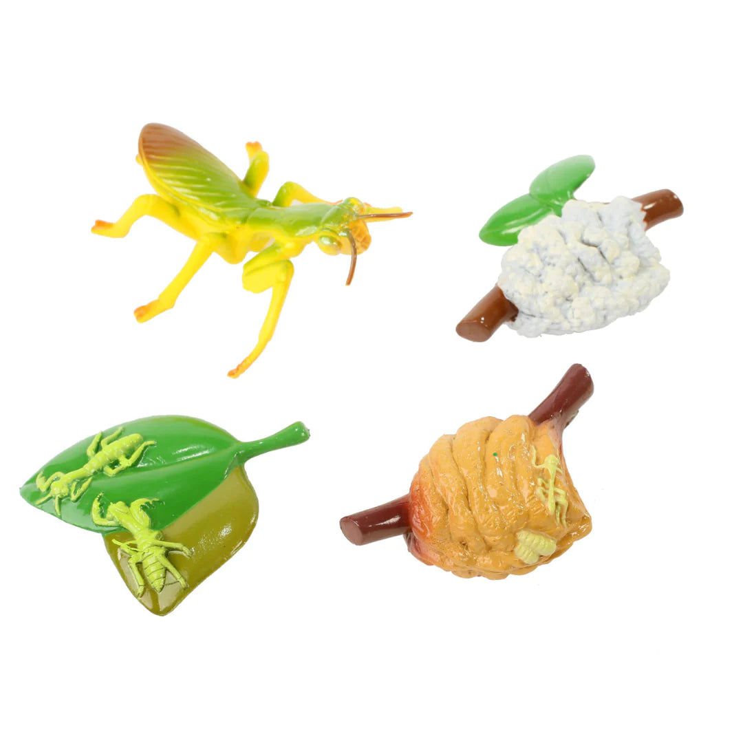 Praying Mantis Life Cycle Stages A Complete Learning Experience Butterfly Pavilion