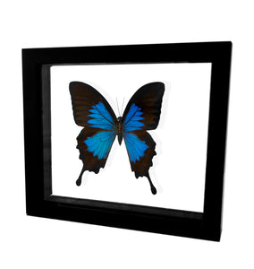 VicJon Enterprises 7.5" x 7" Rectangular Blue Emperor Butterfly (Ulysis (Papilionidae)/ Papolio Ulysis) in clear glass black wood frame butterfly wall mount frame.