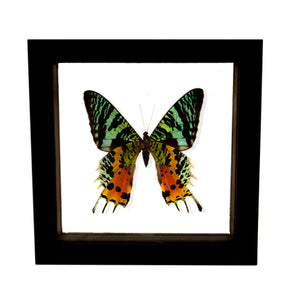 VicJon Enterprises 5.75" x 5.75" Square Sunset Moth (Uraniidae) in clear glass black wood frame moth wall mount frame.