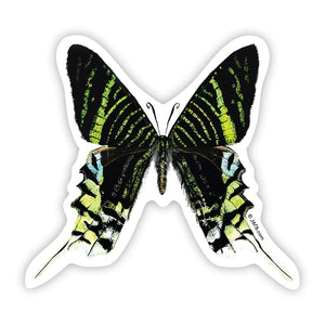 J6R6 US made 4" x 4" hand painted black with green stripes Urania Lelius Moth decorative water, weather, scratch, and UV resistant clean, dry and smooth surfaces adhesive die-cut durable vinyl sticker against white background.