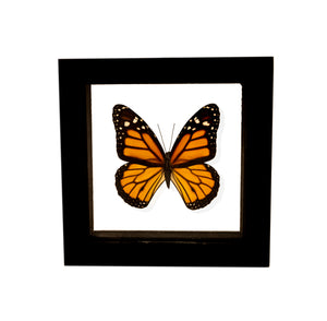 VicJon Enterprises 4.5" x 4.5" Square Monarch Butterfly (Danaus Plexippus) in clear glass black wood frame butterfly wall mount frame.