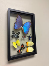 Load image into Gallery viewer, One of a Kind 7 Count Butterfly Frame
