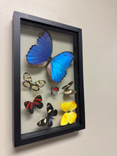 Load image into Gallery viewer, One of a Kind 7 Count Butterfly Frame
