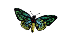 Load image into Gallery viewer, Birdie the Birdwing Butterfly Plush

