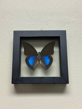 Load image into Gallery viewer, Small Butterfly Frame
