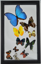 Load image into Gallery viewer, One-of-a-Kind 10 Count Butterfly Frame
