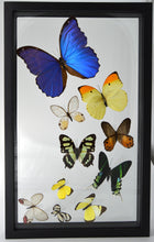 Load image into Gallery viewer, One-of-a-Kind 10 Count Butterfly Frame
