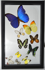 One-of-a-Kind 10 Count Butterfly Frame