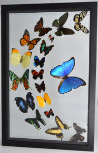 One of a Kind 18 Count Butterfly Frame