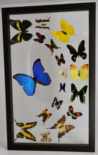 Load image into Gallery viewer, One of a Kind 18 Count Butterfly Frame
