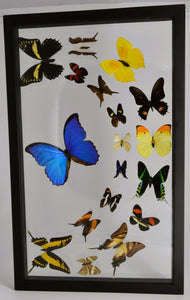 One of a Kind 18 Count Butterfly Frame