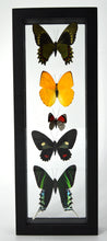 Load image into Gallery viewer, One of a Kind 5 Count Butterfly Frame
