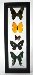 One of a Kind 5 Count Butterfly Frame