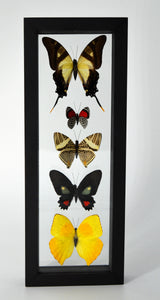 One of a Kind 5 Count Butterfly Frame