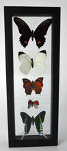 Load image into Gallery viewer, One of a Kind 5 Count Butterfly Frame
