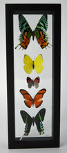 Load image into Gallery viewer, One of a Kind 5 Count Butterfly Frame
