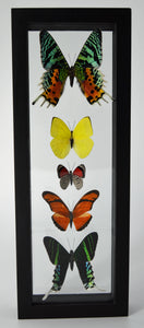 One of a Kind 5 Count Butterfly Frame