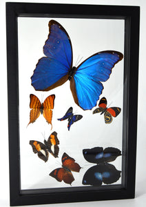 One of a Kind 7 Count Butterfly Frame