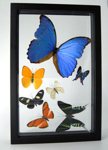 One of a Kind 7 Count Butterfly Frame