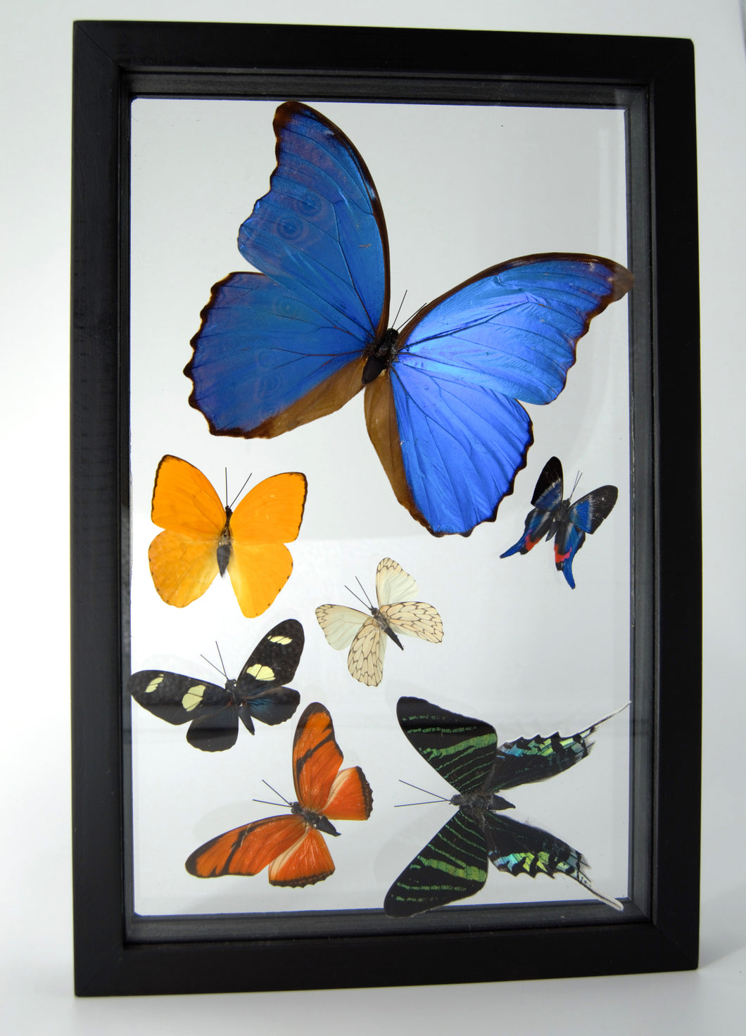 One of a Kind 7 Count Butterfly Frame