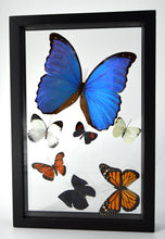 Load image into Gallery viewer, One of a Kind 7 Count Butterfly Frame
