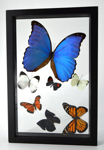 One of a Kind 7 Count Butterfly Frame