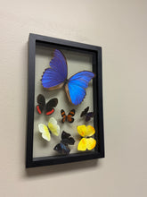 Load image into Gallery viewer, One of a Kind 7 Count Butterfly Frame
