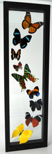 Load image into Gallery viewer, One of a Kind 9 Count Butterfly Frame
