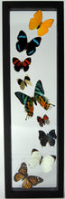 Load image into Gallery viewer, One of a Kind 9 Count Butterfly Frame
