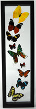 Load image into Gallery viewer, One of a Kind 9 Count Butterfly Frame
