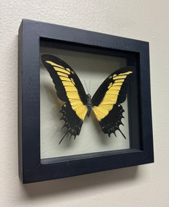 Single Medium Framed Butterfly