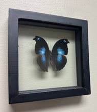 Load image into Gallery viewer, Single Medium Framed Butterfly
