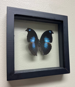 Single Medium Framed Butterfly