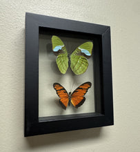 Load image into Gallery viewer, One of a Kind 2 Count Butterfly Framed Specimen
