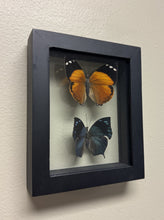 Load image into Gallery viewer, One of a Kind 2 Count Butterfly Framed Specimen
