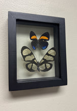 Load image into Gallery viewer, One of a Kind 2 Count Butterfly Framed Specimen
