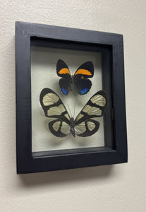One of a Kind 2 Count Butterfly Framed Specimen