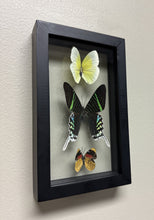Load image into Gallery viewer, One of a Kind 3 Count Butterfly Frame
