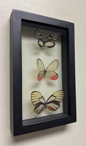 One of a Kind 3 Count Butterfly Frame