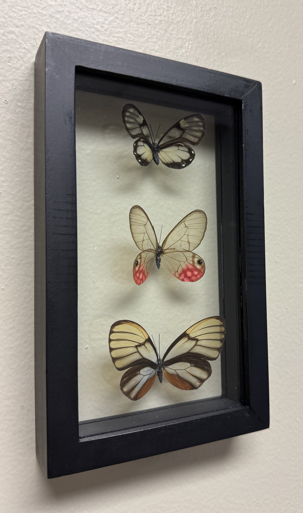 One of a Kind 3 Count Butterfly Frame