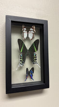 Load image into Gallery viewer, One of a Kind 3 Count Butterfly Frame
