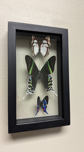 One of a Kind 3 Count Butterfly Frame