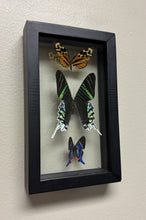 Load image into Gallery viewer, One of a Kind 3 Count Butterfly Frame
