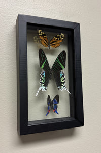 One of a Kind 3 Count Butterfly Frame